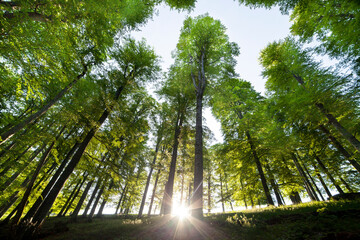 Naklejka premium Forest trees. nature green wood sunlight backgrounds