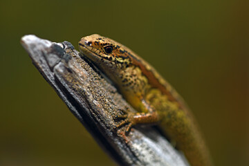 common skink