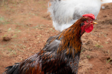 Blue and Red Maran Rooster Crowing in Yard