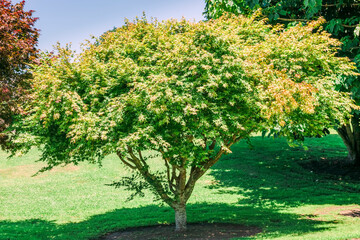 Fototapeta na wymiar Japanese maple tree in park