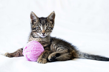 cute funny little kitten is lying on a white background and playing with a ball of yarn.
