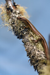 common skink