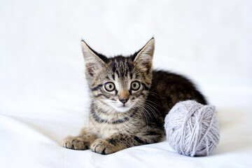 Fototapeta na wymiar cute funny little kitten is lying on a white background and playing with a ball of yarn
