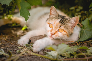 Naklejka na ściany i meble Adorable domestic spotted ginger cat