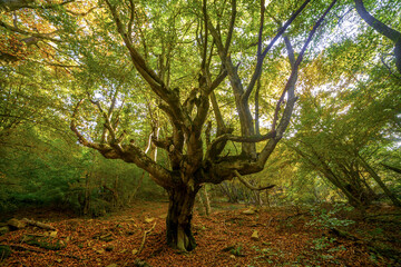 Autumn landscape