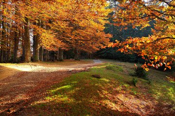 Obraz premium Beautiful golden autumn landscape