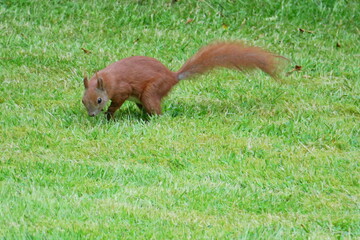 Fototapeta premium Eichhörnchen 01