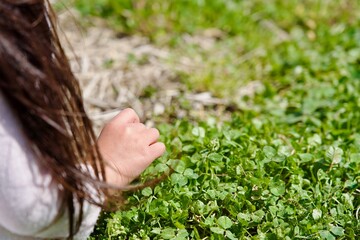 四つ葉を見つける女の子