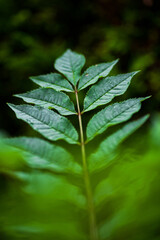 green leaf with water drops