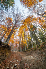 Obraz premium Autumn Forest