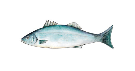 Watercolor hand drawn illustration of Sea bass fish isolated on white