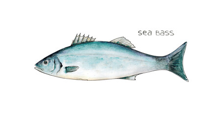 Watercolor hand drawn illustration of Sea bass fish with lettering Sea bass isolated on white