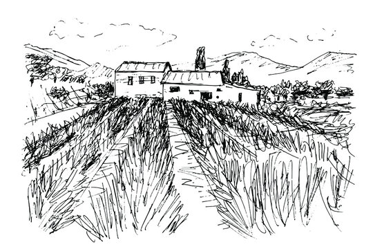 Black and white sketch by pen on a white background. Hilly landscape in Provence. Lavender field, farmhouses among cypresses and olives. Isolated vector drawing.