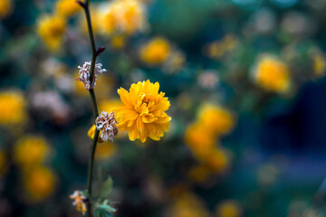 yellow flowers in the garden