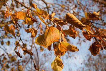 Autumn leaf color is a phenomenon that affects the normal green leaves of many deciduous trees and...