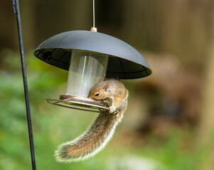 Gray squirrel enjoying a meal on a squirrel-proof outdoor bird feeder with indistinct bokeh background