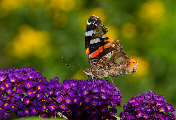 Atalanta butterfly on purple flower of Summer lilac
