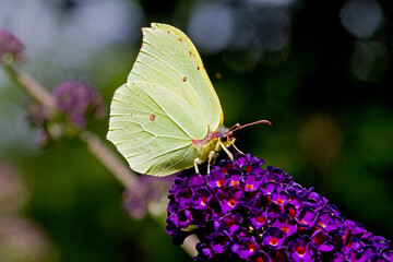 Common brimstone butterfly on flower of Summer lilac