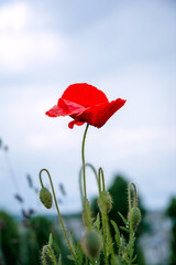 Obraz premium red poppy flower