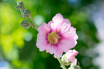 pink mallow