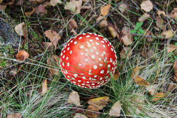Cap of the amanita muscaria.  Poisonous mushroom beautiful but dangerous. Red cap with white spots.