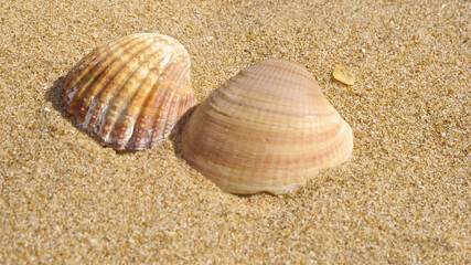 shells on the sand