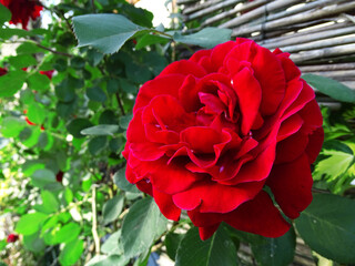 Red rose, climber, with a reed fence in the background