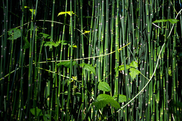 Obraz premium Bild ausfüllender Schachtelhalm (Equisetum arvense)