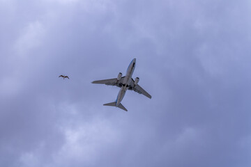 Fototapeta na wymiar An airplane and a seagull fly together in a blue sky on a beautiful sunny day just minutes from landing at the airport of Fuerteventura, Canary Islands.