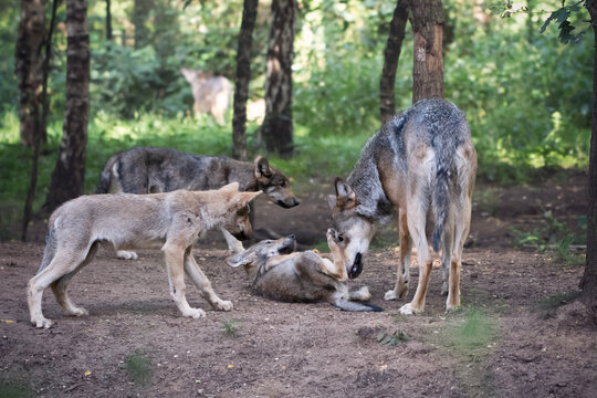Wolf with cubs in the forest