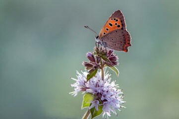 Lycaena virgaureae butterfly  on a forest flower in the early morning in a forest glade