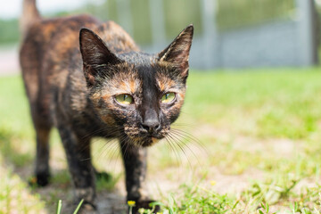 A multi-colored cat walks near the house