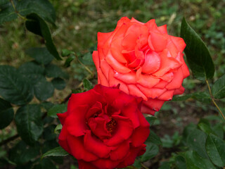 Red rose. Beautiful garden flowers. The Park decorations.
