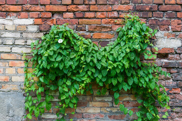Brick wall with wild creeping ivy (hedera) leaves and lonely white blossoming flower