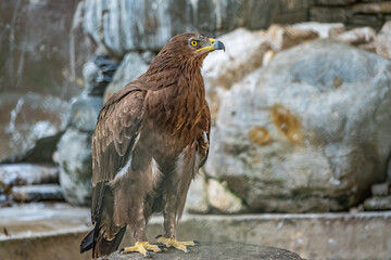 The bird of prey, Steppe Eagle proudly sits in the aviary. Aquila nipalensis