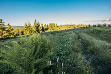 A close up of a green field with trees in the background