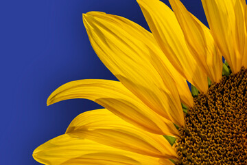 Bright photo of a yellow sunflower flower. Isolate on blue background