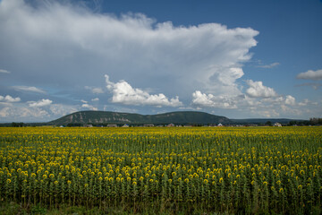 Fototapeta na wymiar A large field of blooming sunflower against the background of the village and mountains. There are beautiful clouds in the sky.