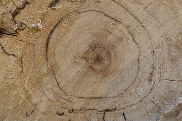 A close-up of a saw cut from a tree. Wood structure background with rings and cracks. Wooden texture.