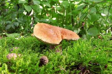 White mushroom, boletus in the forest.Boletus edulis in wild nature. Leccinum edule. Dictyopus edulis.Porcini