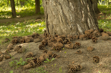 tree stem surrounded by many strobiles