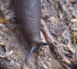 Slug head on dirt road and wet stone.