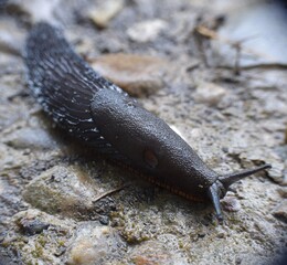 Slug on dirt and stone road wet after rain.