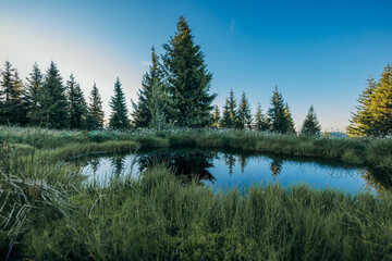 A group of people in a forest