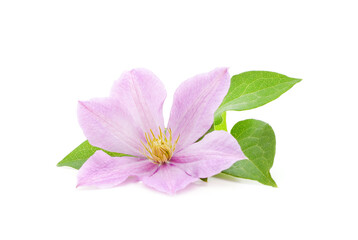 Purple clematis with green leaves.