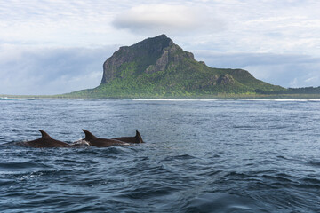 Spinner Dolphins swimming in the Indian Ocean at Mauritius with Le Morne mountain in background,...