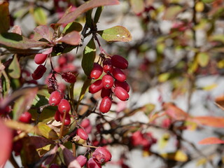 Large ripe red-maroon barberry berries hang on a branch of a shrub with red-green leaves and thorns on a clear autumn day. Harvest of delicious berries with a high content of vitamins and trace elemen