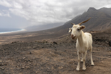 A white wild goat grazing in the mountains of the coast of Jandia in Fuerteventura, in a cloudy morning with wonderful views to the beach of Cofete
