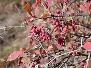 Large ripe red-maroon barberry berries hang on a branch of a shrub with red-green leaves and thorns on a clear autumn day. Harvest of delicious berries with a high content of vitamins and trace elemen
