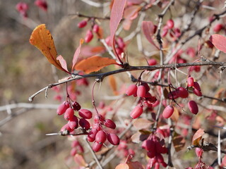 Large ripe red-maroon barberry berries hang on a branch of a shrub with red-green leaves and thorns on a clear autumn day. Harvest of delicious berries with a high content of vitamins and trace elemen
